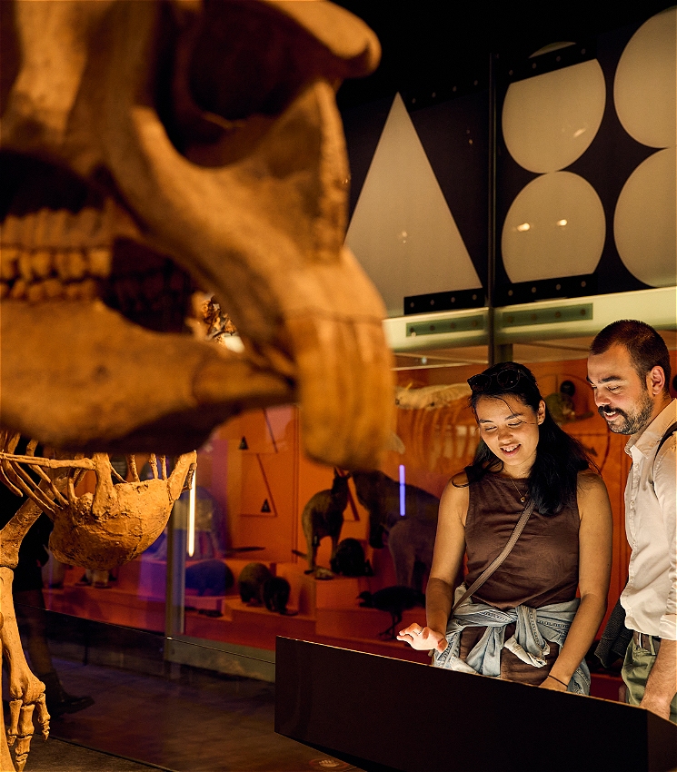 Two people look at an exhibition of Australian Megafauna skeletons at Melbourne Museum. There are taxidermied animals in exhibit cases in the background.
