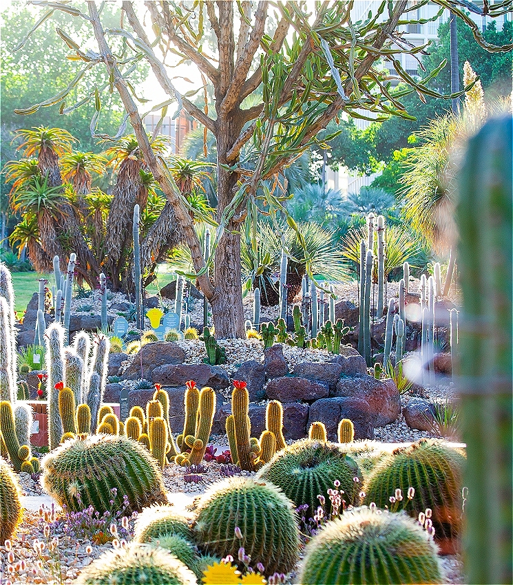 An outdoor garden full of cacti glows in the sunshine. The cacti are varying colours, shapes and sizes - from short, plump and green, to chartreus and wobbly, to tall, white and furry. A luscious green lawn lies in the background. 
